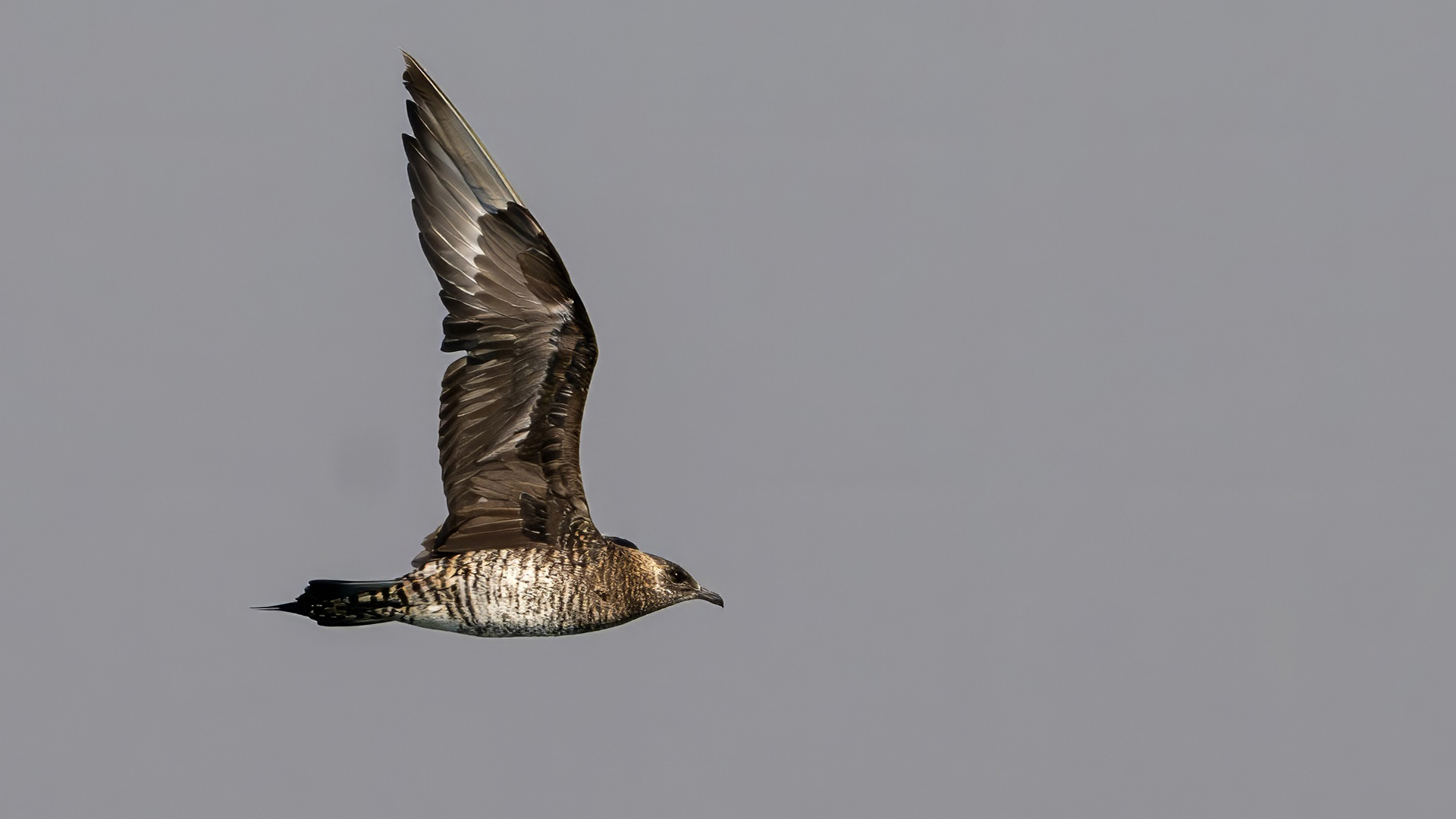 Pomarine Jaeger